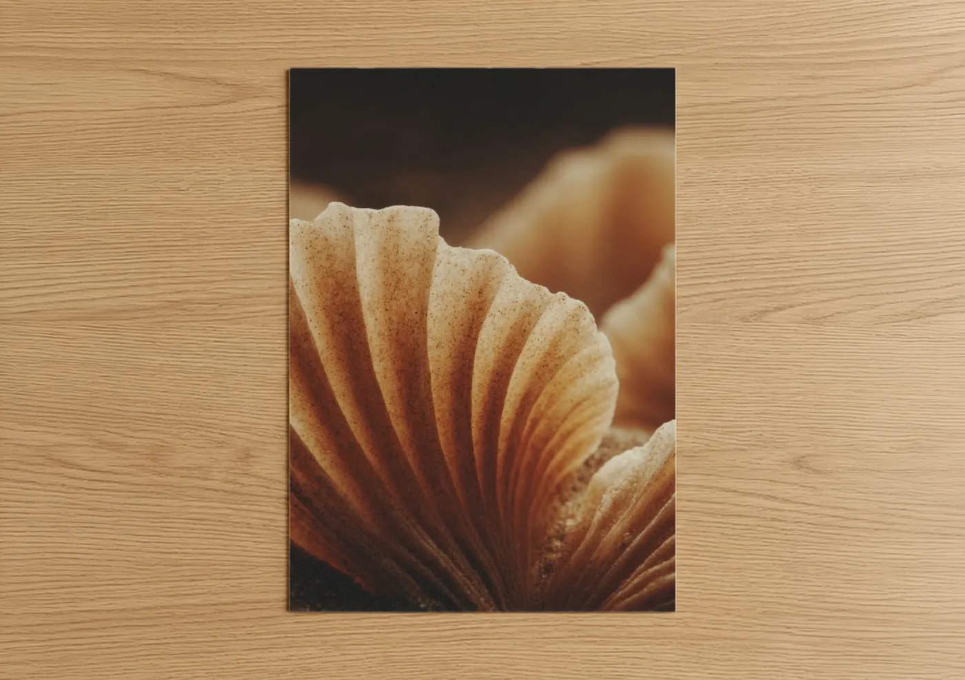 Amber Seashell Close-Up Macro Photography Wall Art