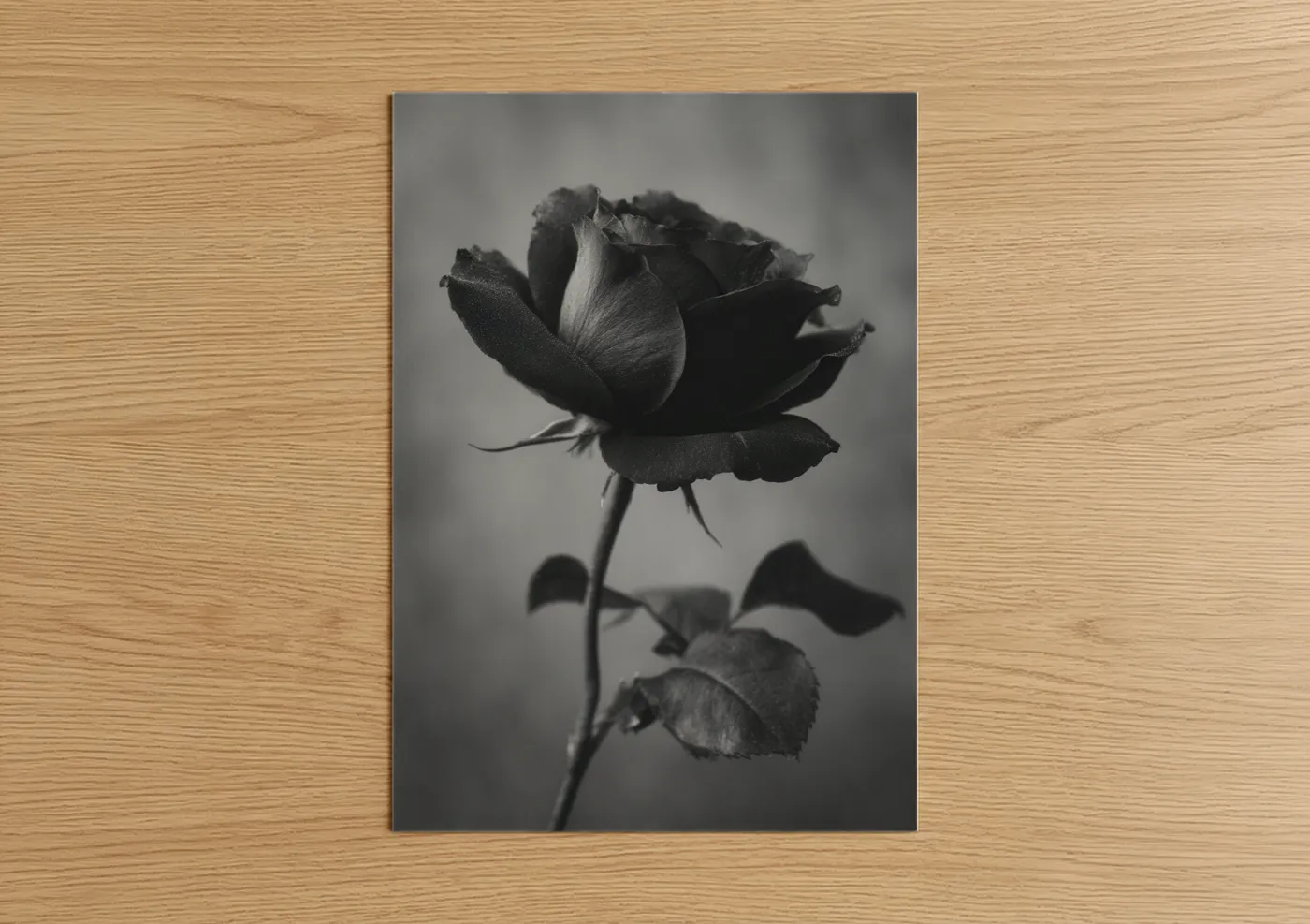 Midnight Rose Black and White Photography Wall Art