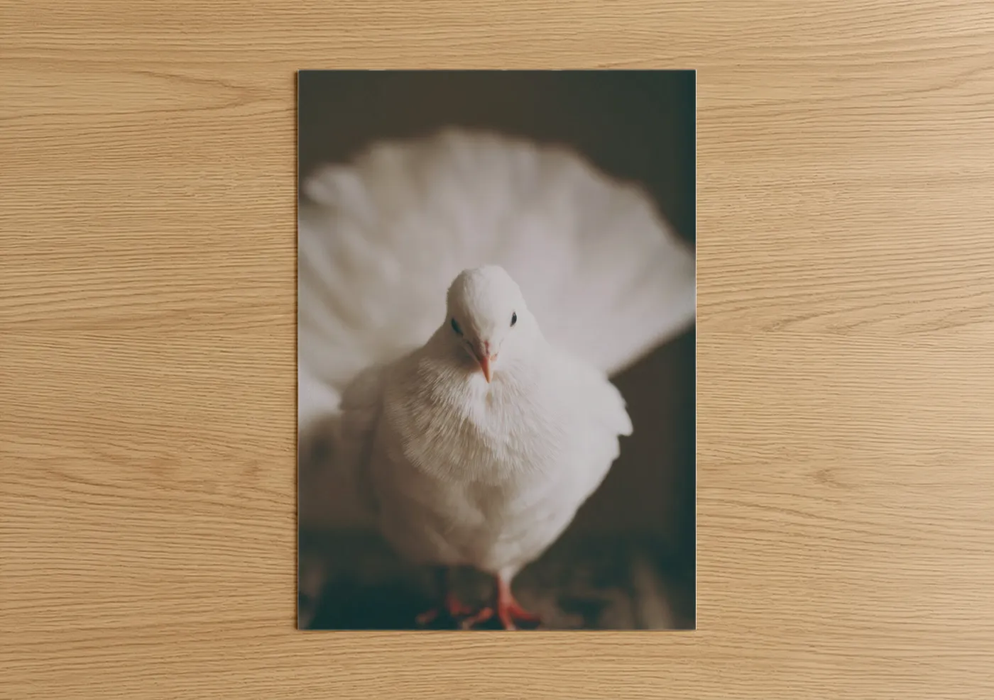 Art print on warm oak wood — white and dove gray palette — Serene White Pigeon poster