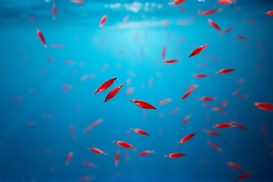 Source of krill oil, pristine ocean, natural environment