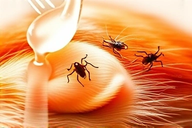 Symbolic representation of ear mites being cleaned.