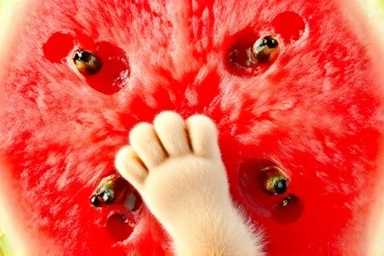 Clean, cubed watermelon flesh for a puppy