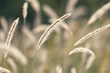 Close-up silver grass stalks swaying wind soft light
