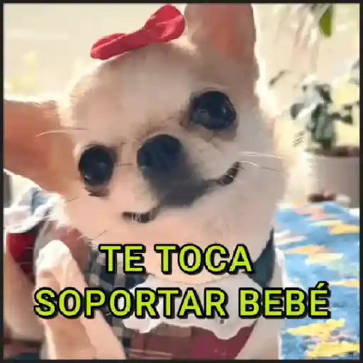 stickers_🐾⋆Perros|Dogs|Perritos🐾°