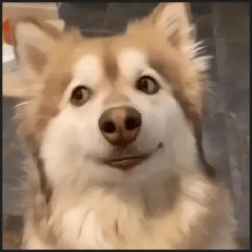 stickers_🐾⋆Perros|Dogs|Perritos🐾°