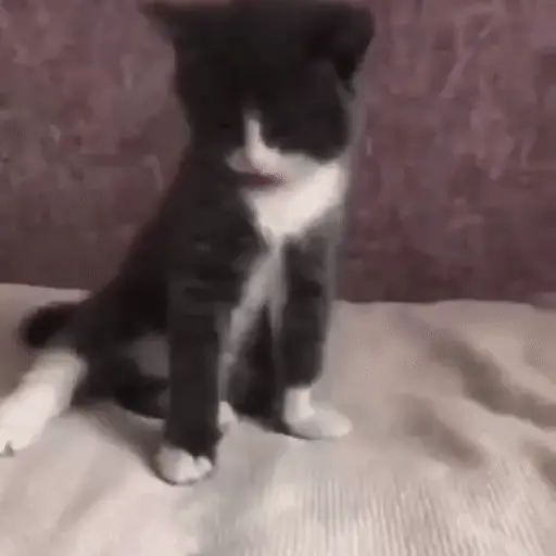 stickers_MemEs_De_GaTiToS_😀🐾🐱