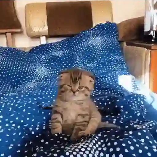 stickers_MemEs_De_GaTiToS_😀🐾🐱