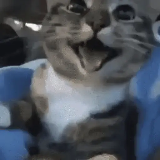 stickers_MemEs_De_GaTiToS_😀🐾🐱