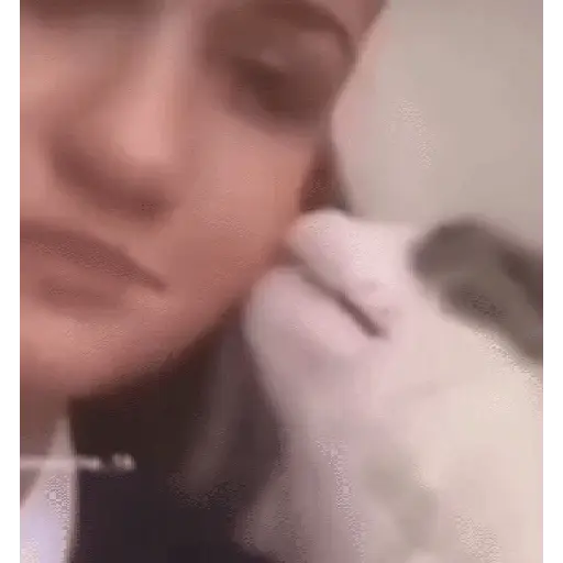 stickers_MemEs_De_GaTiToS_😀🐾🐱