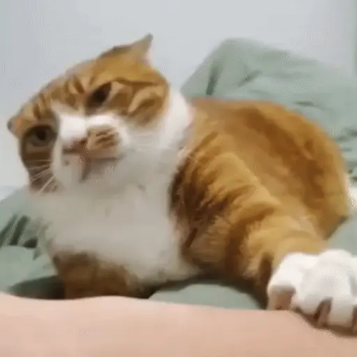 stickers_MemEs_De_GaTiToS_😀🐾🐱