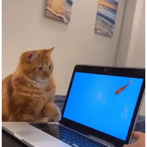 stickers_MemEs_De_GaTiToS_😀🐾🐱