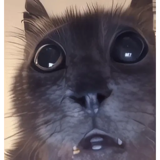stickers_MemEs_De_GaTiToS_😀🐾🐱