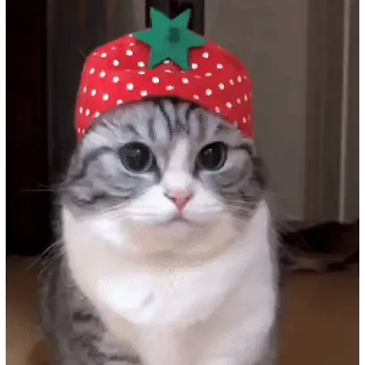 stickers_MemEs_De_GaTiToS_😀🐾🐱