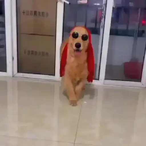 stickers_Perro_con_rosa