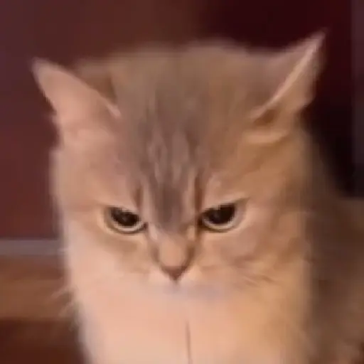stickers_Gatitos_y_Rana_Triste