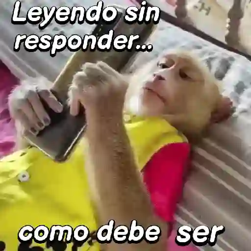 stickers_Monos_expresivos🙊🙉🙈