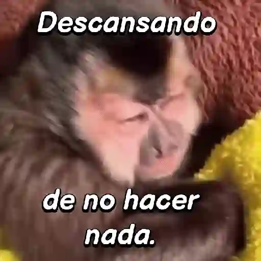 stickers_Monos_expresivos🙊🙉🙈