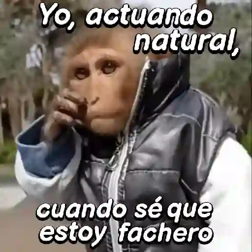 stickers_Monos_expresivos🙊🙉🙈