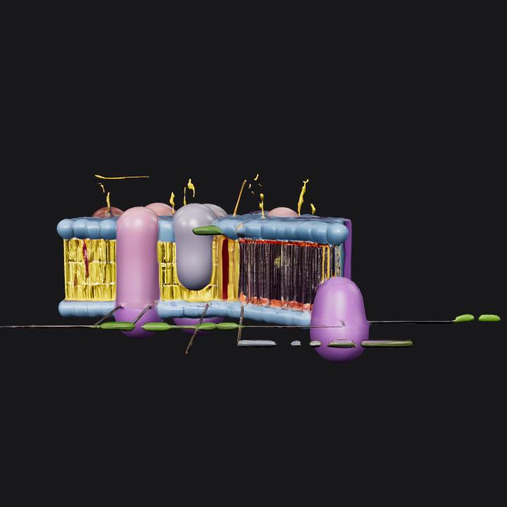 cell membrane bilayer with proteins. complex geometry, smooth edges.