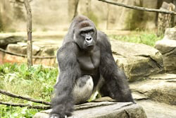 Harambe Icon