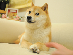 The Doge NFT Icon