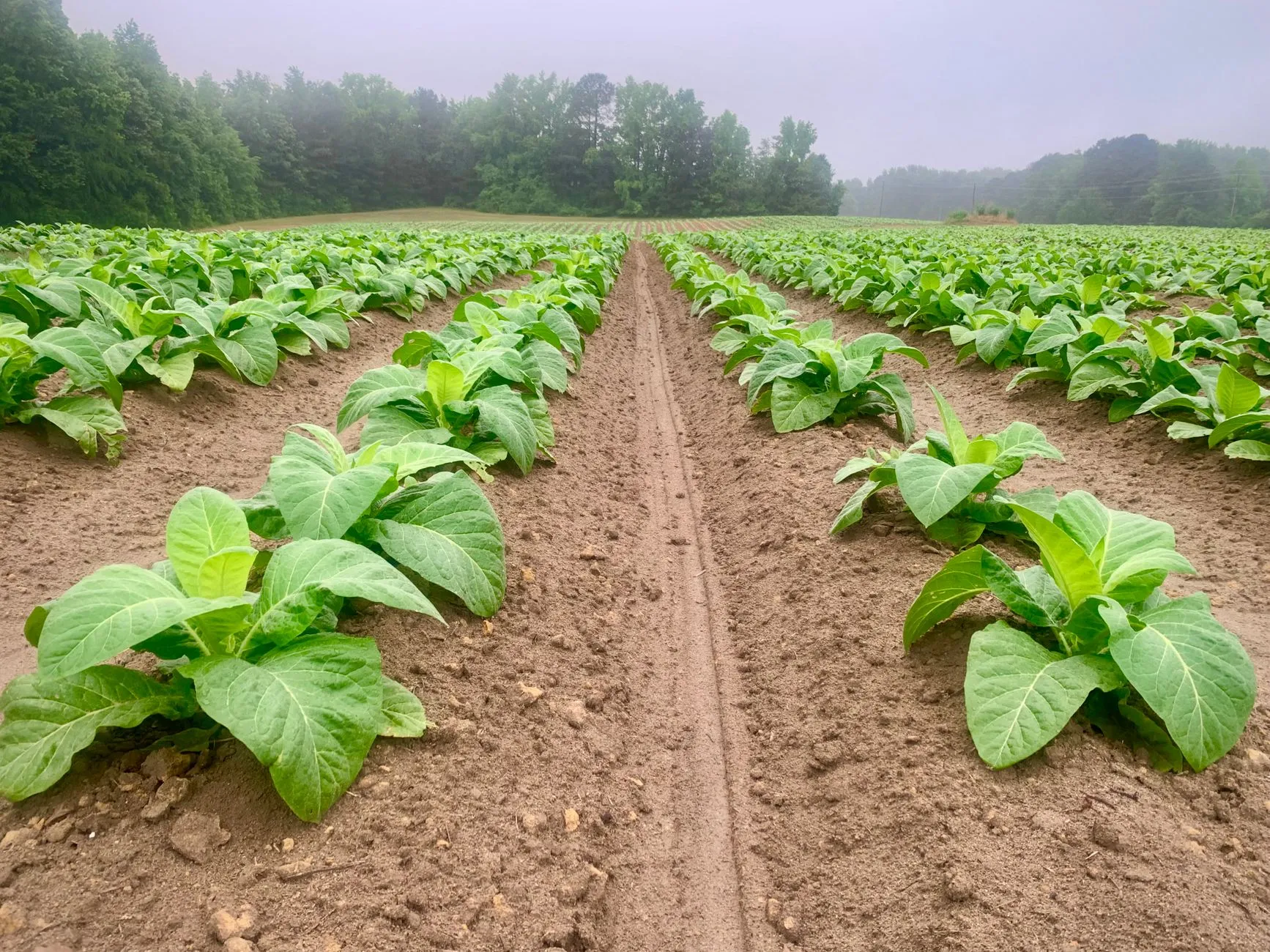 young vegetable rows and a dirt path running to a misty treeline