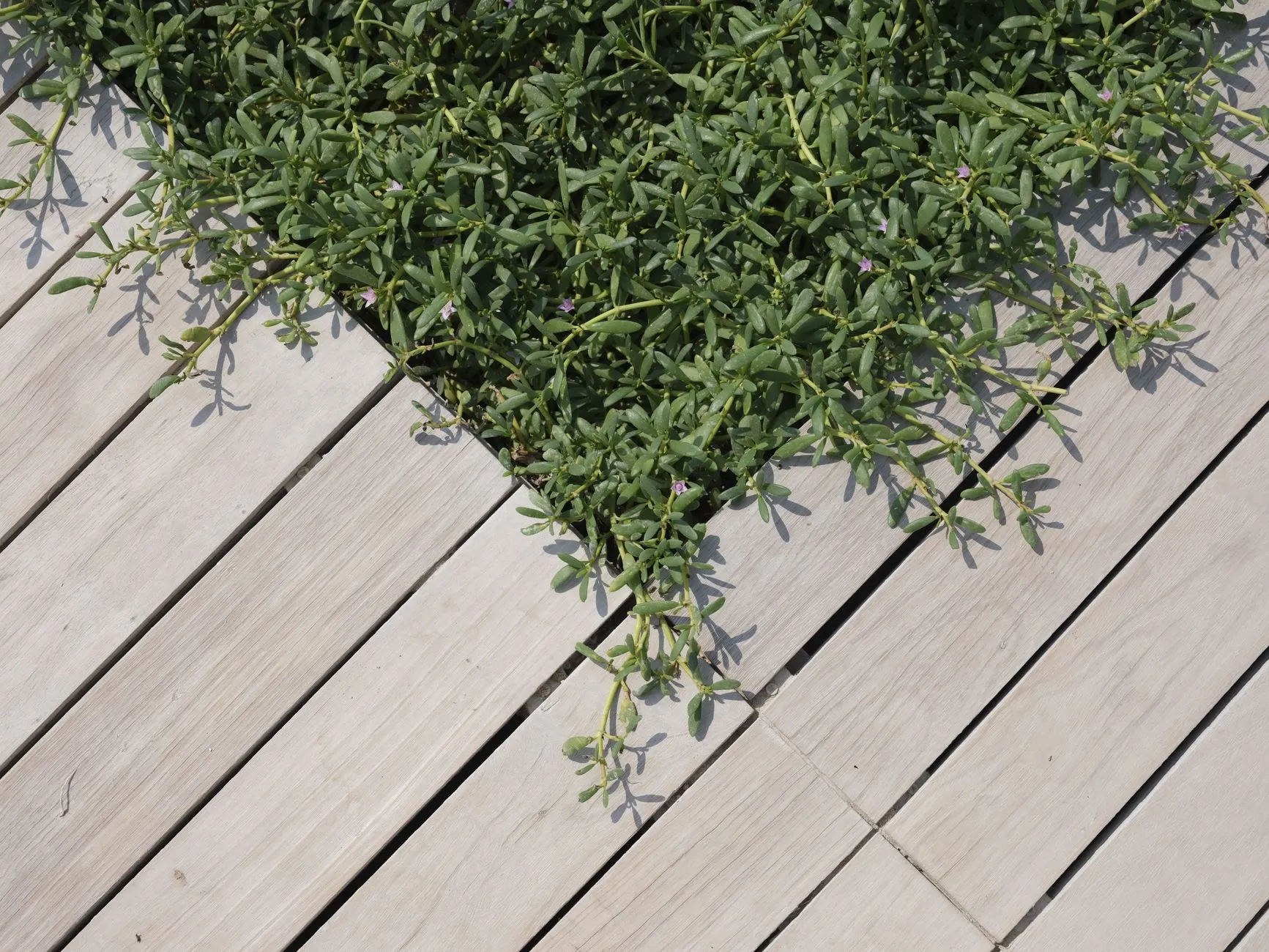 A pale grey decking board surface with a sprig of foliage across it