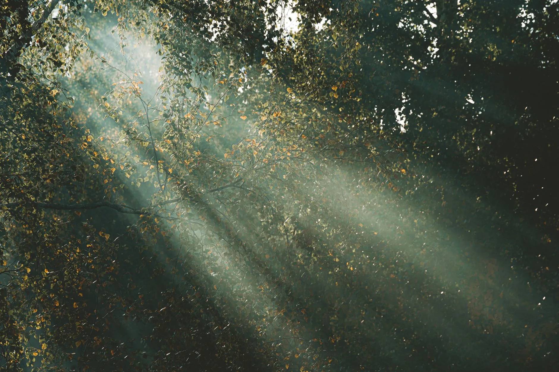 soft morning light through trees over a quiet garden