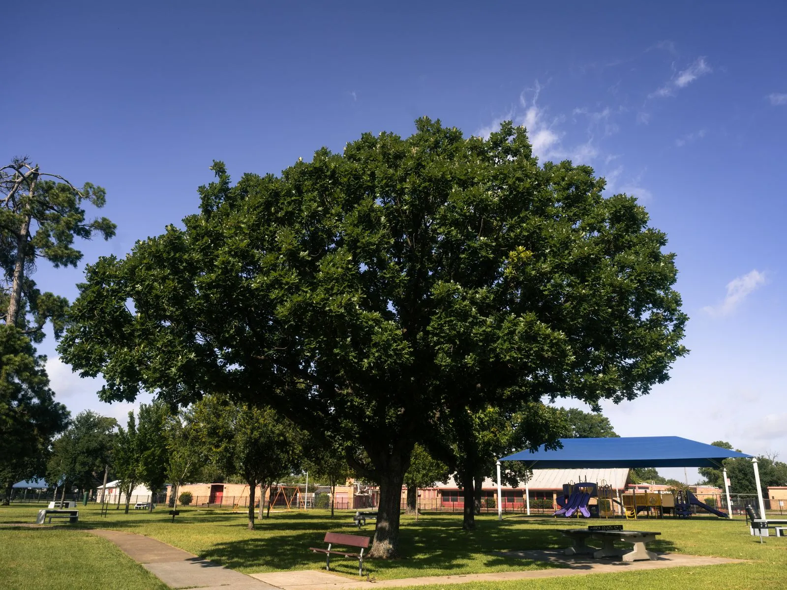 a large oak shading picnic tables beside a covered playground