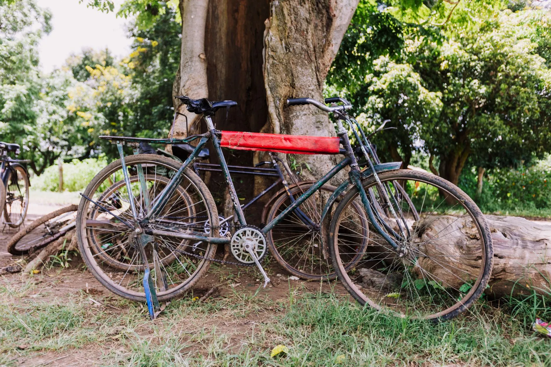 bicycles leaning against a tree in a green park