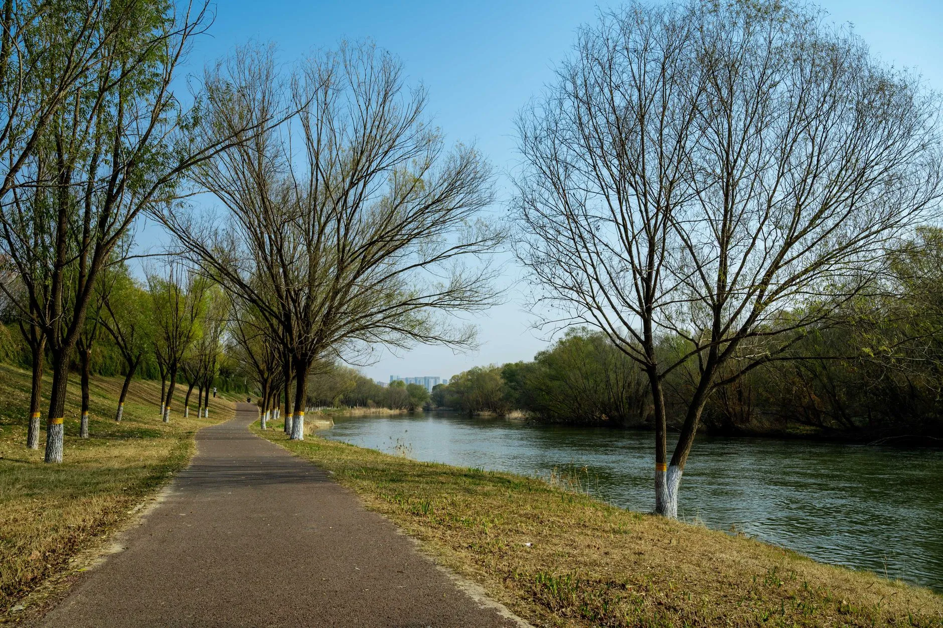 paved path along a tree-lined river