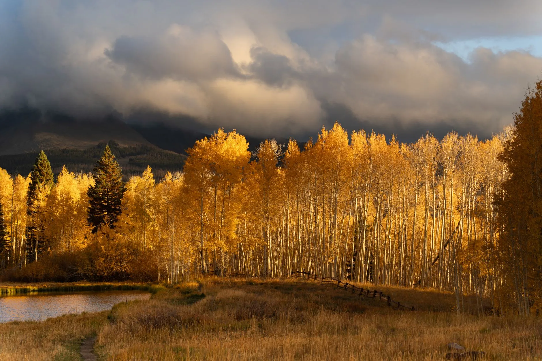 a grove of golden aspens under storm clouds