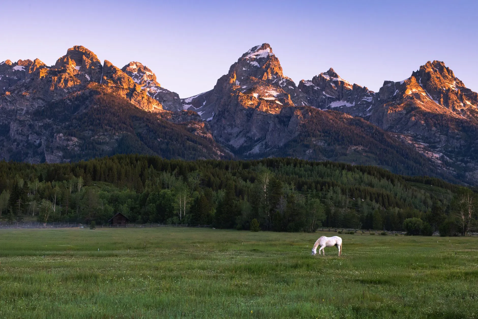 a horse grazing in a meadow below the Teton peaks at sunrise