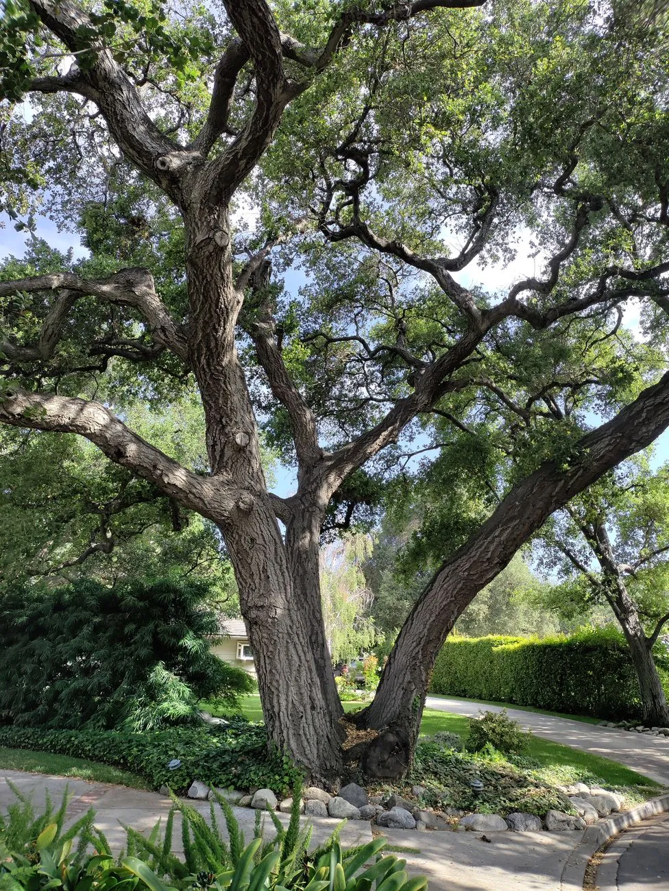 a large multi-trunk oak beside a street