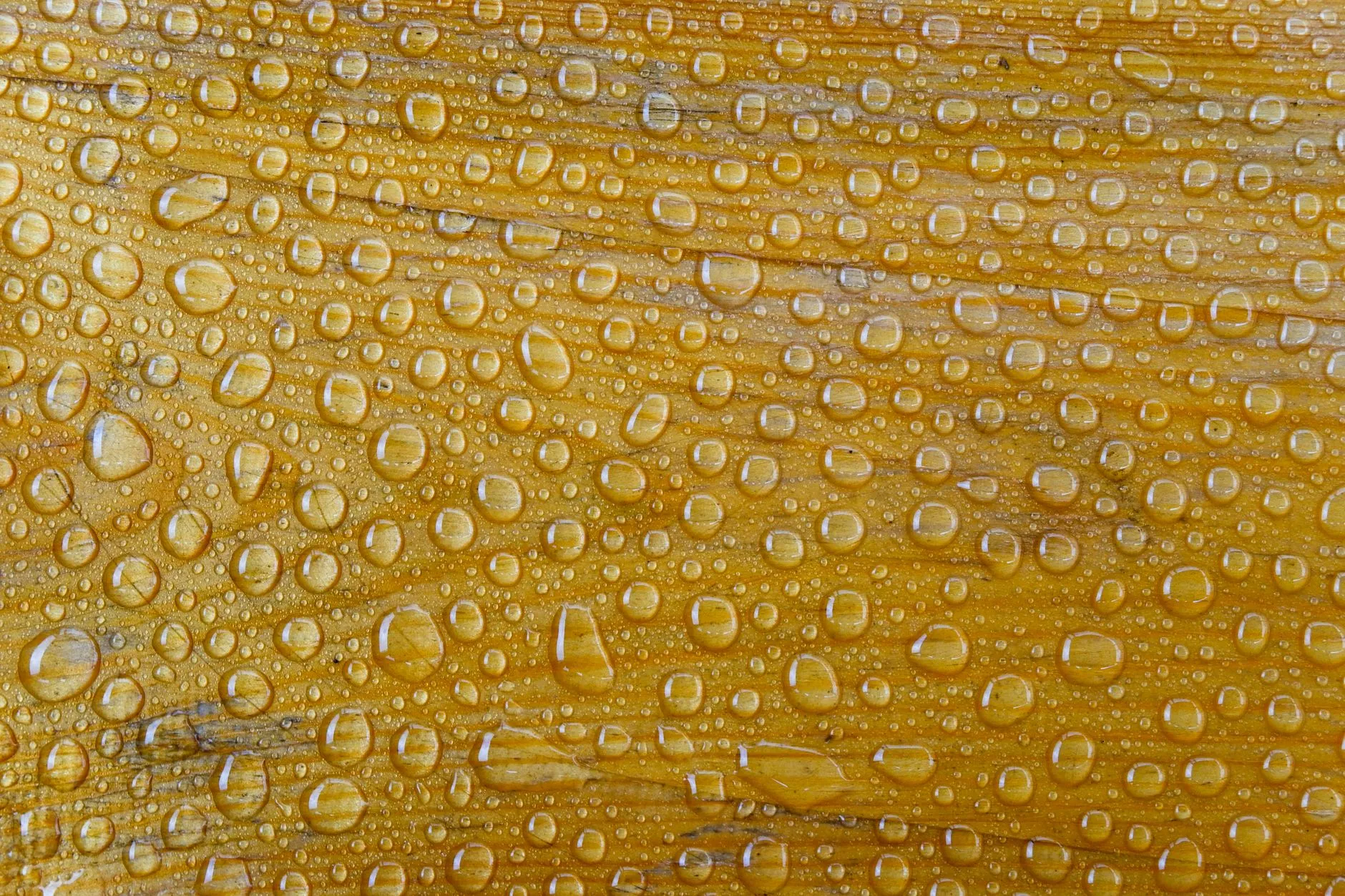 water beading on a freshly sealed and stained wood deck surface