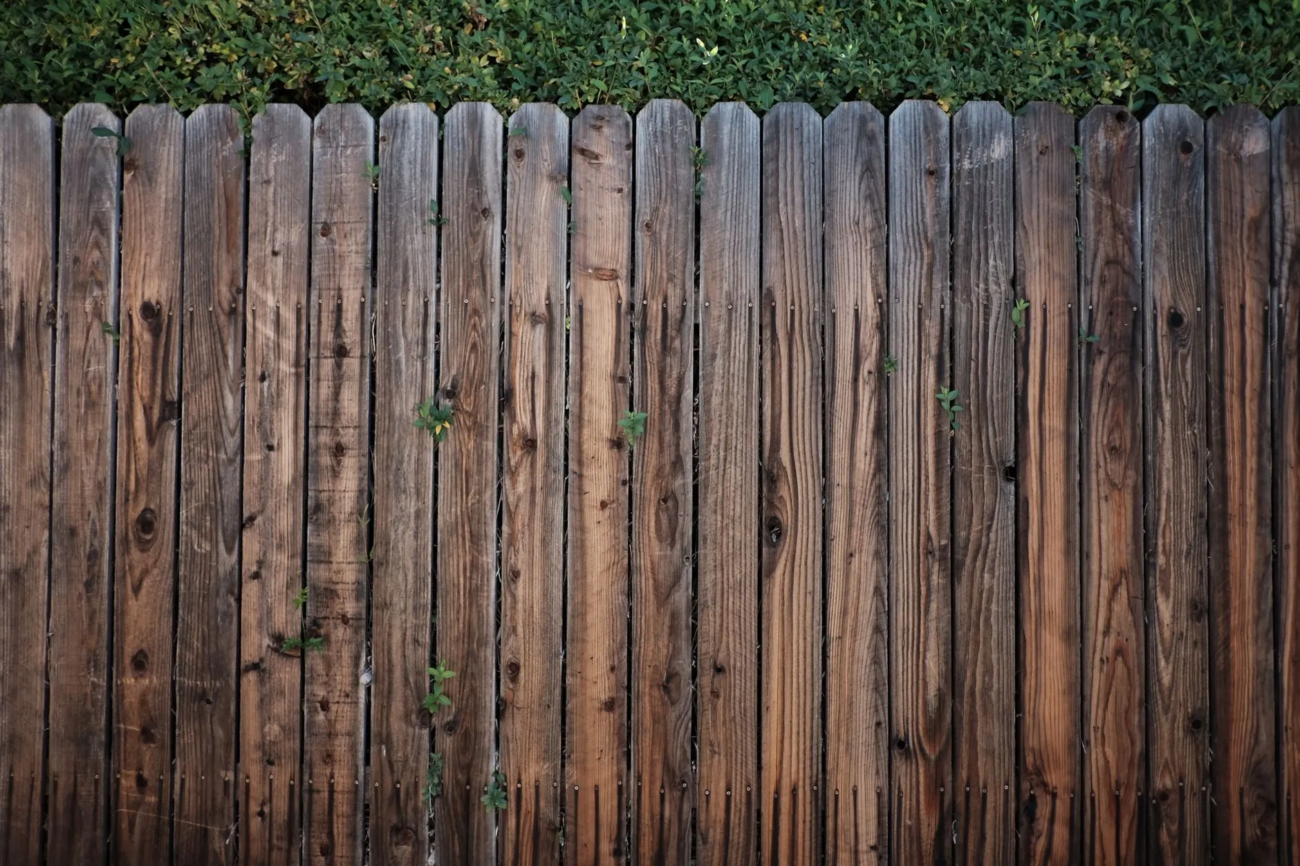 freshly stained wood privacy fence