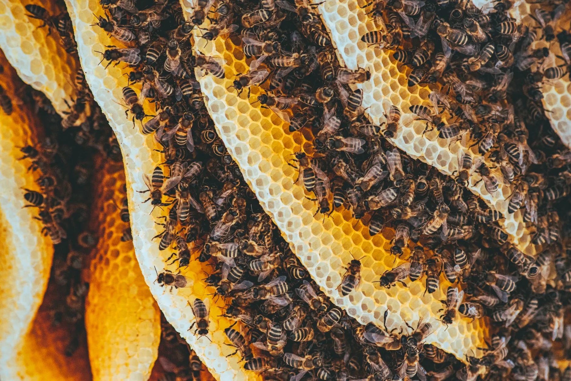 honeybees covering natural honeycomb