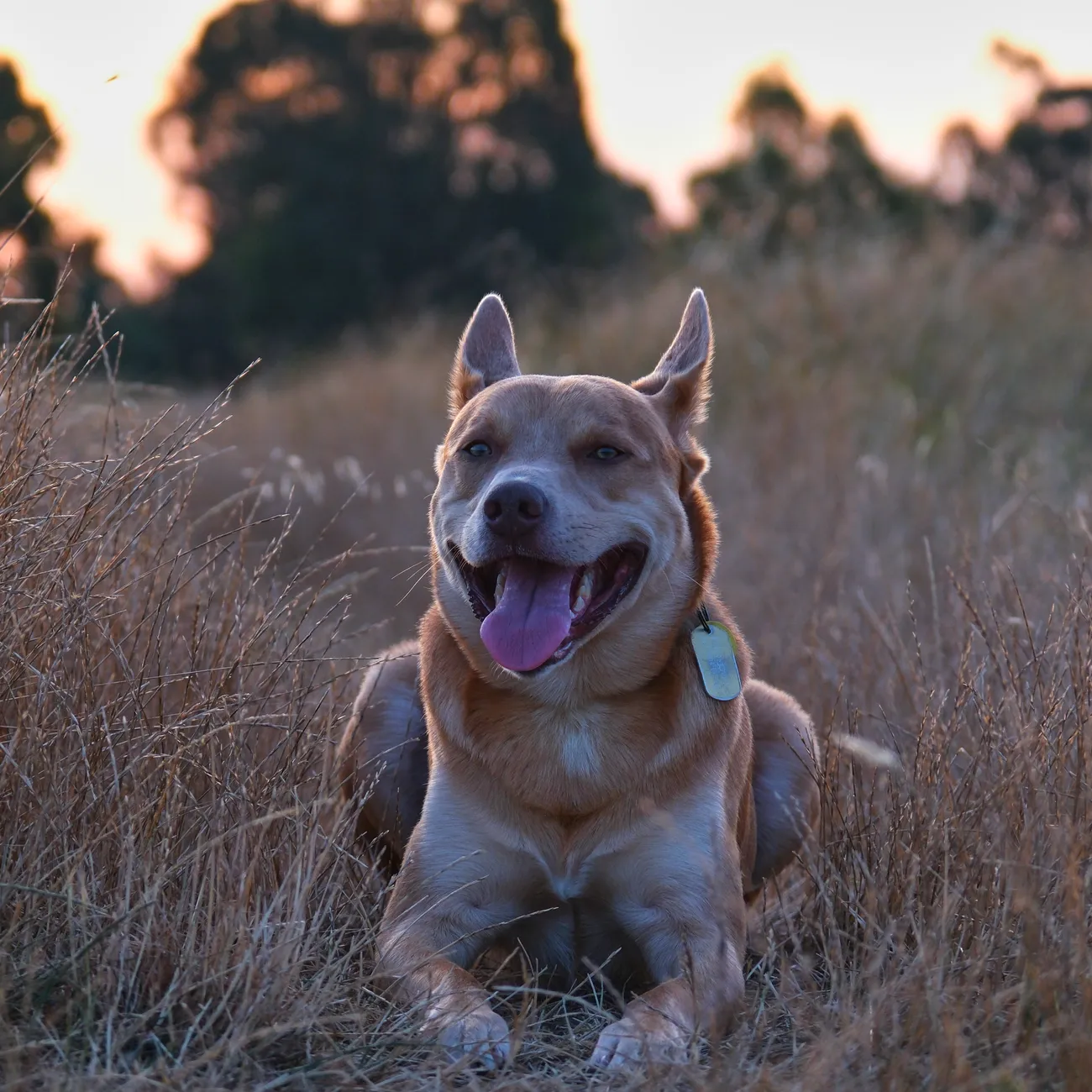 a dog enjoying a beach photo session at sunset