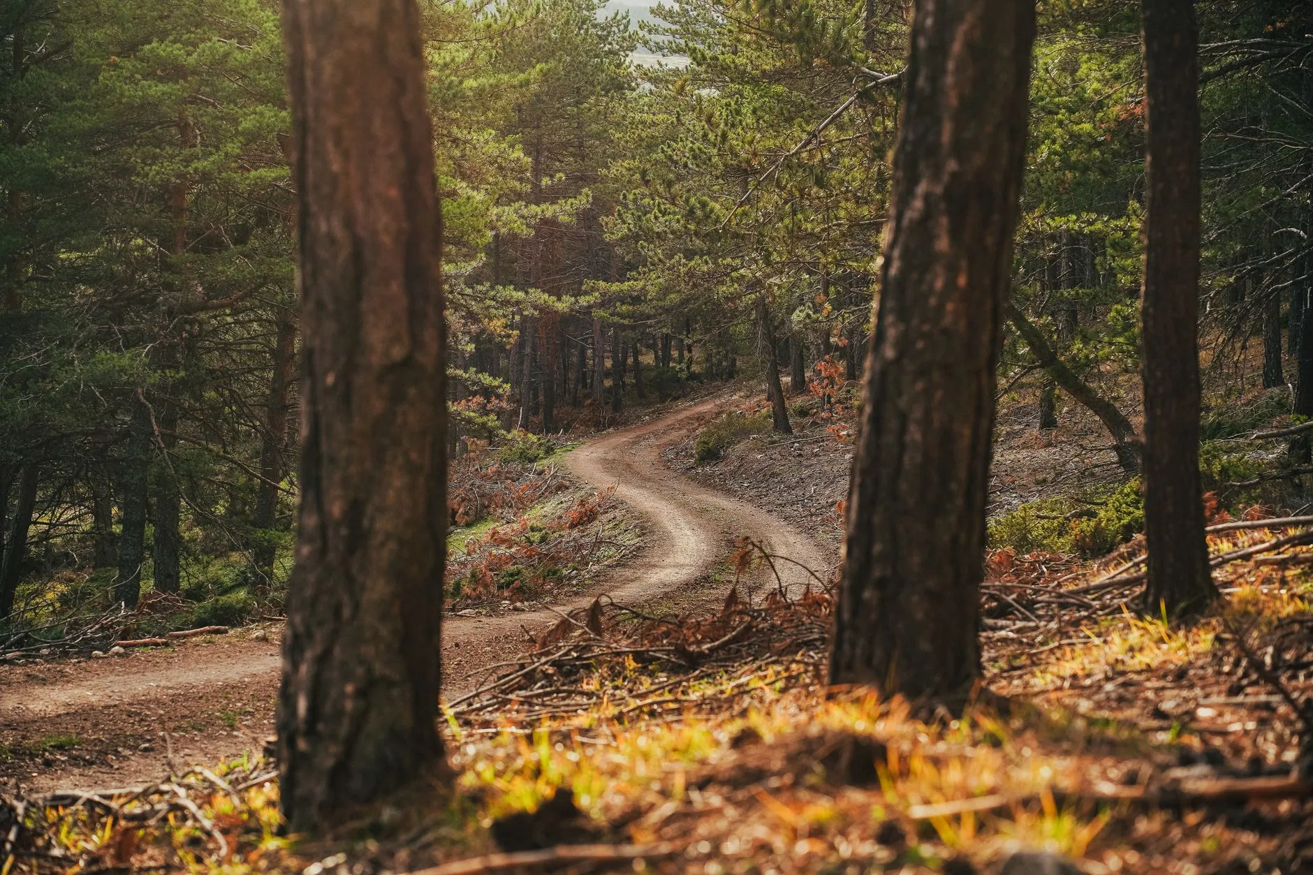 a trail winding through a pine forest