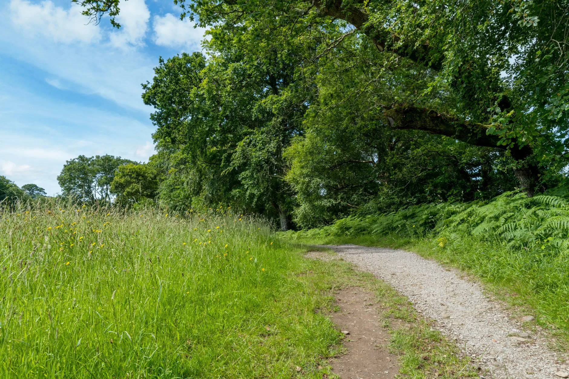 a tranquil path through the countryside