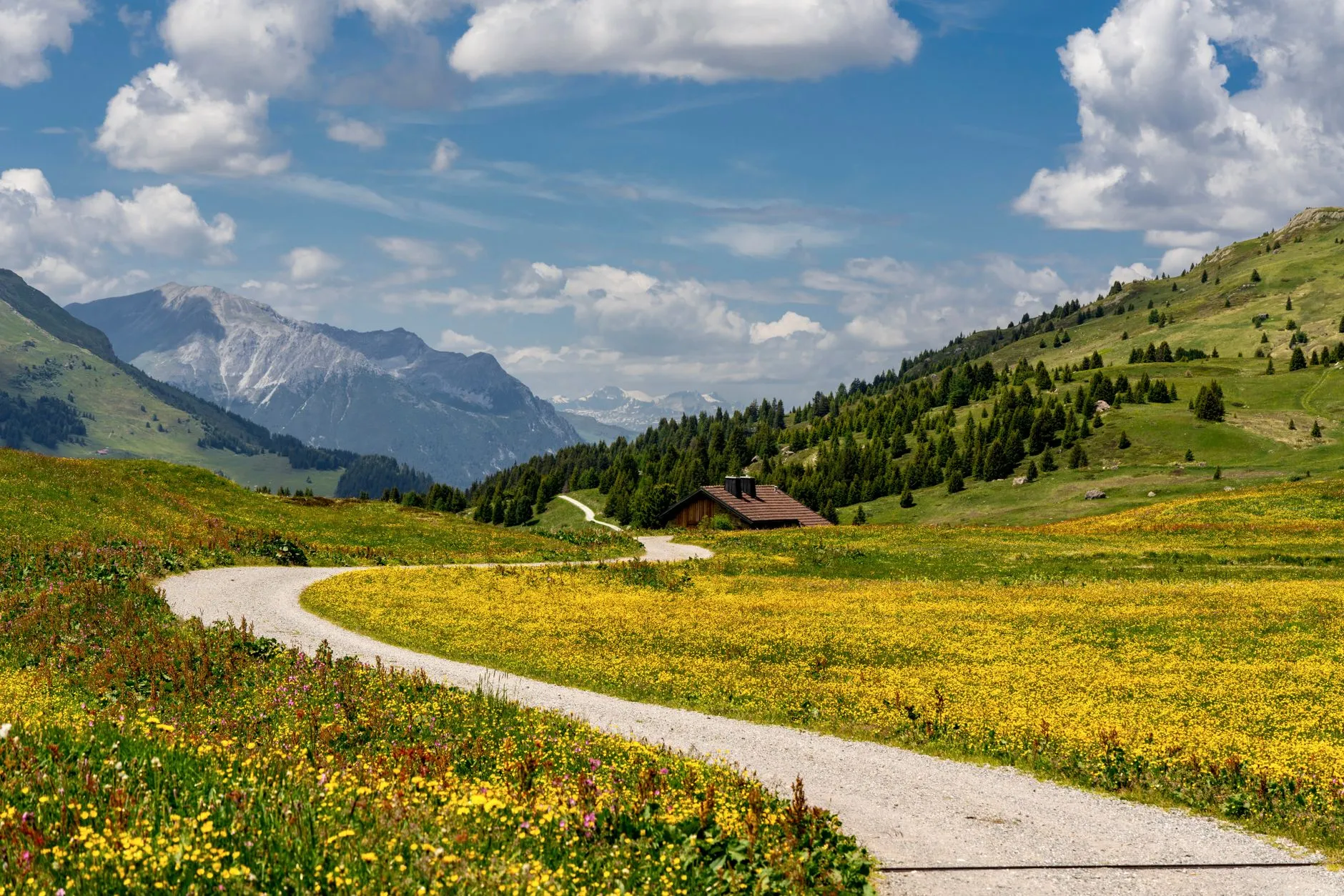 Wildflower meadow trail in the mountains in summer