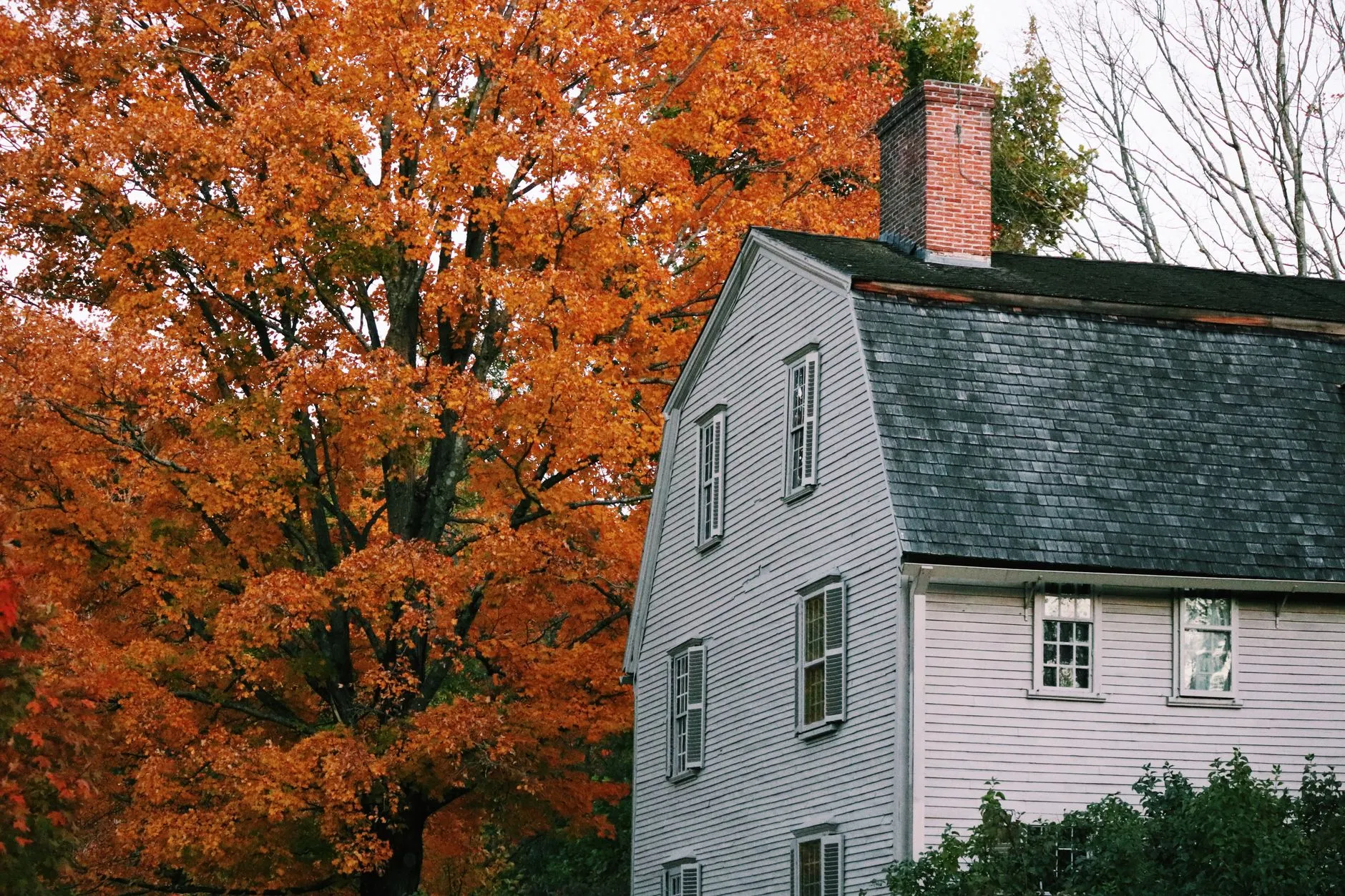 a historic white clapboard house framed by orange autumn leaves