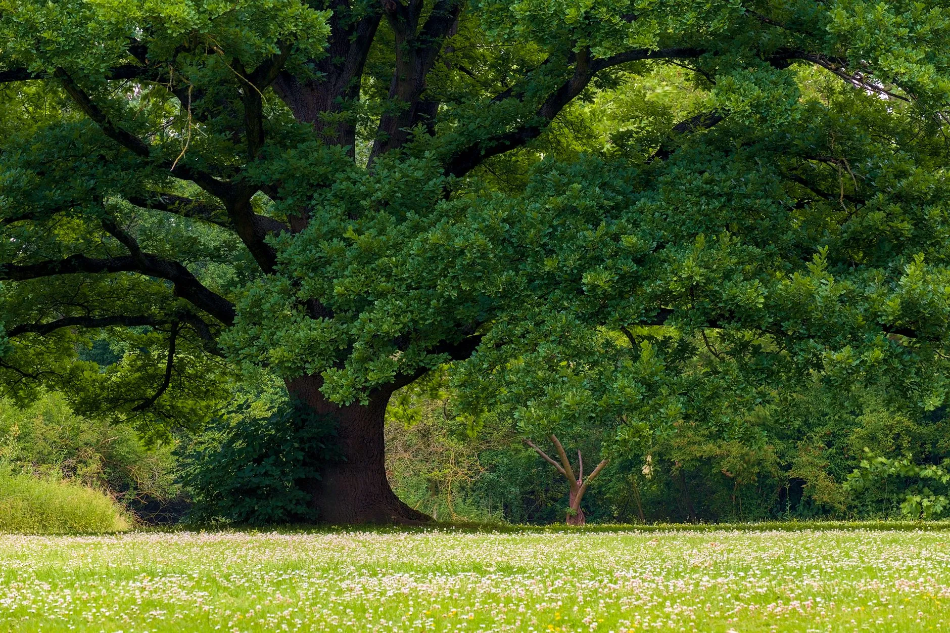 a large mature oak tree with a full healthy canopy in a yard