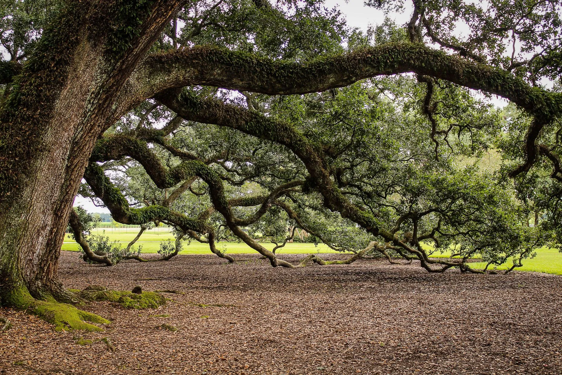 a large spreading live oak with heavy horizontal limbs