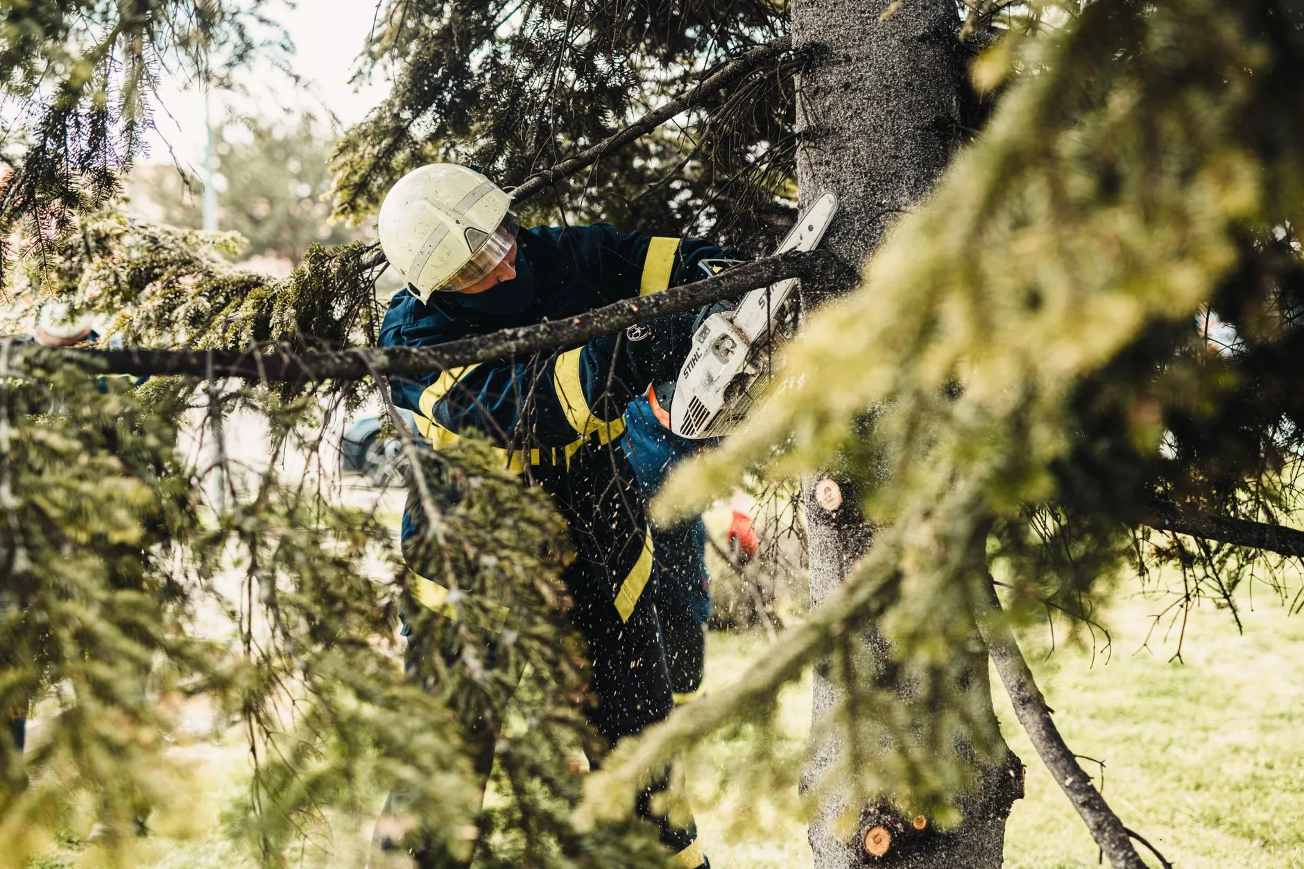 an arborist working high in a large tree