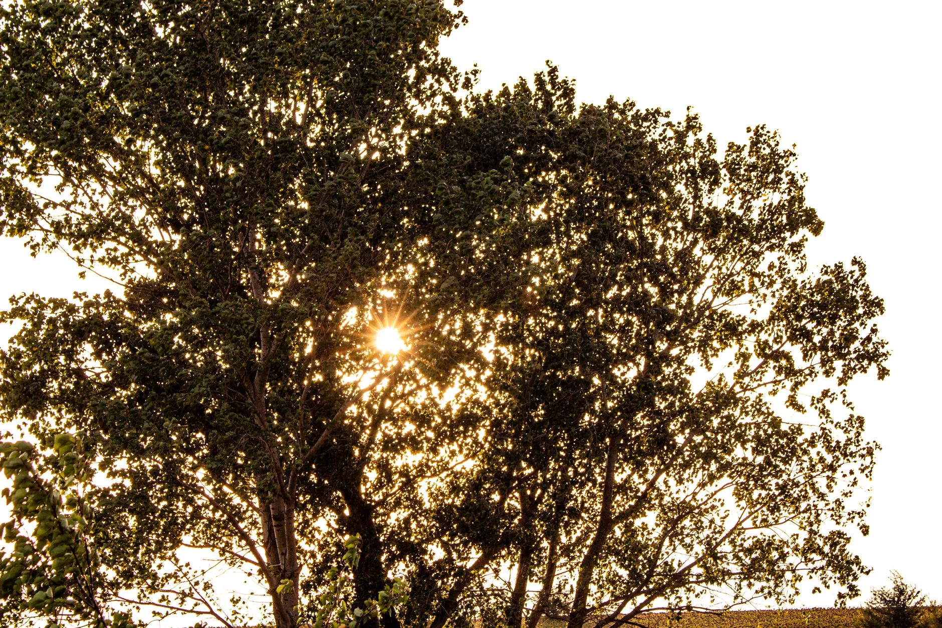 a beautiful healthy tree with a well-thinned canopy letting light through