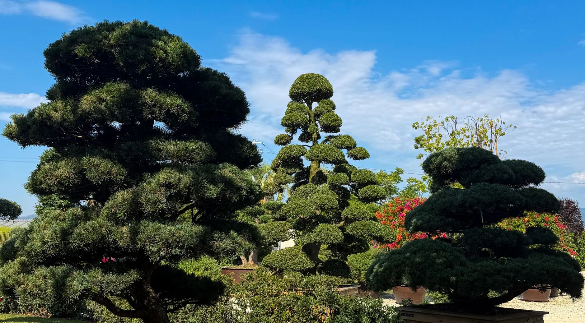 beautifully shaped topiary bushes in a formal garden