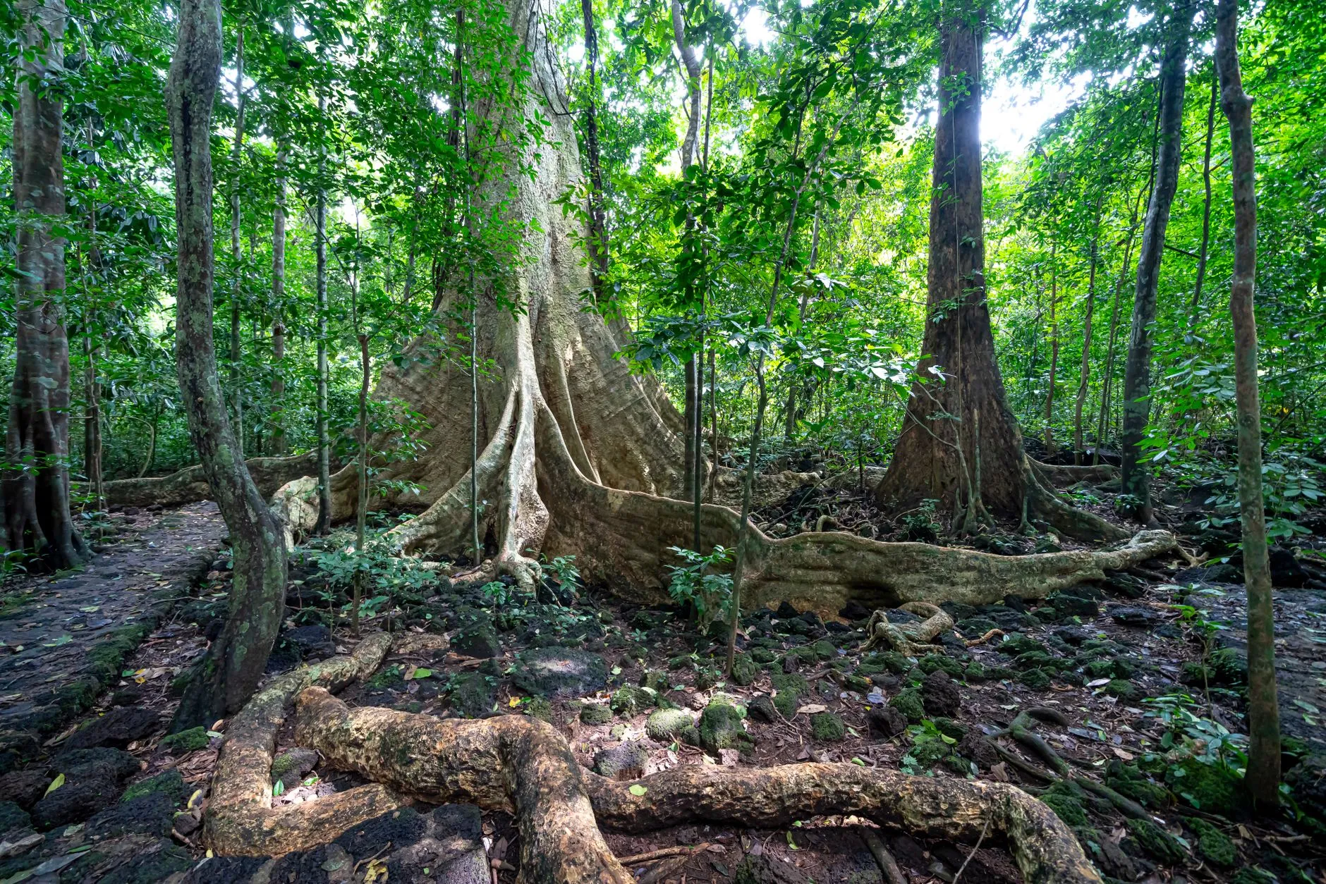 an ancient majestic tree with a massive trunk