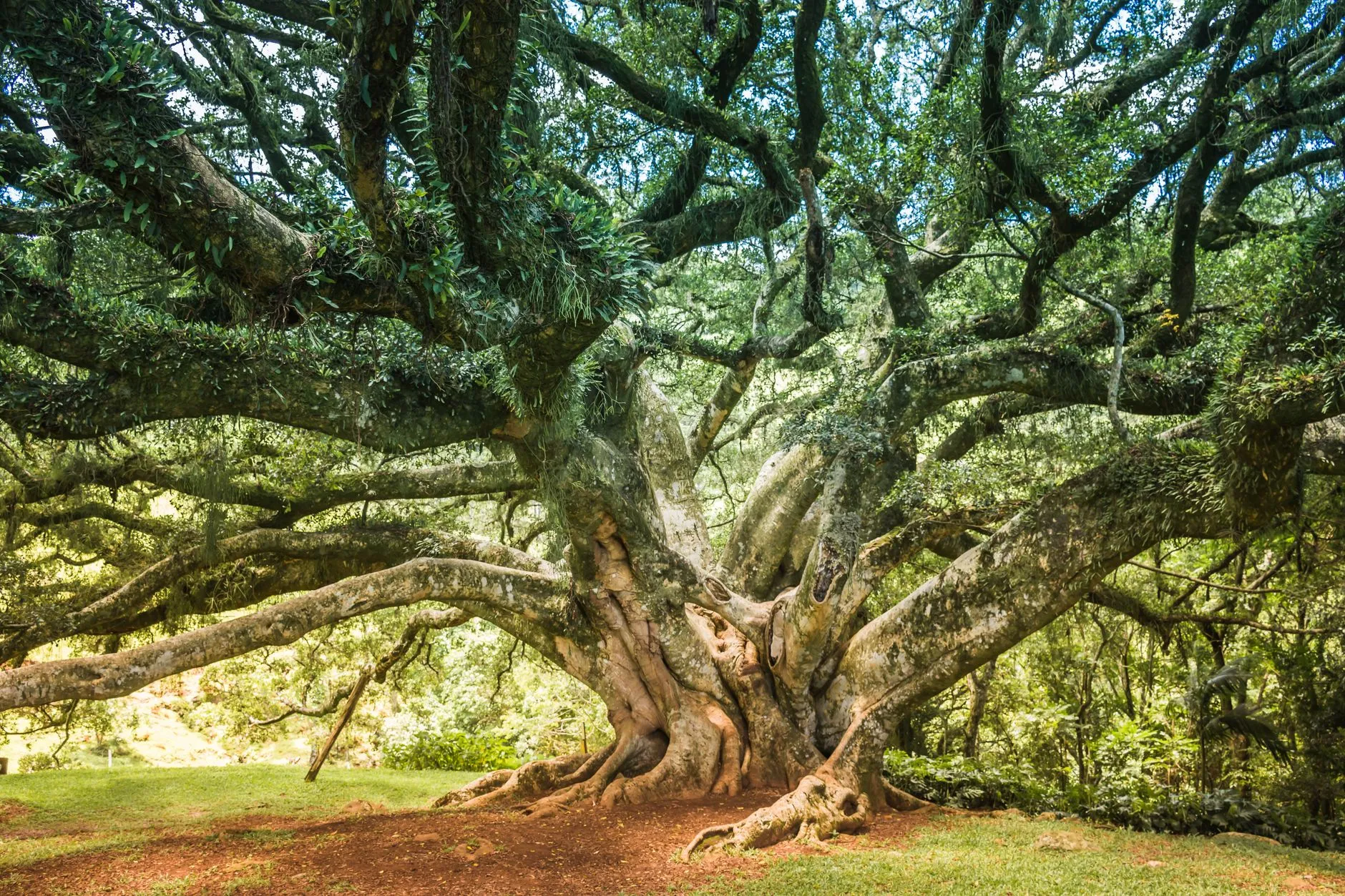 a stunning ancient tree standing majestically on a beautiful property