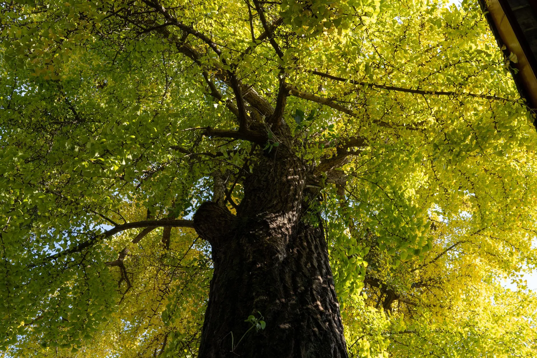 an arborist assessing a large tree
